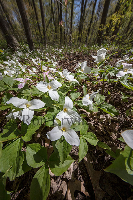 White Trillium