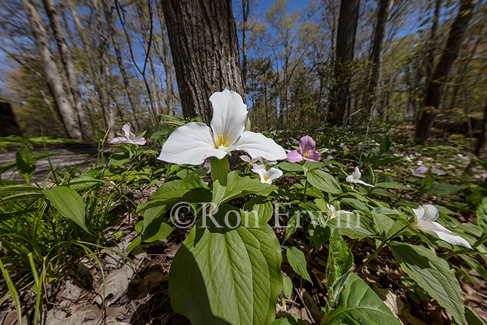 White Trillium