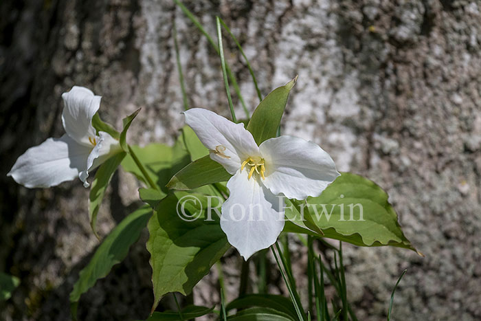 White Trillium