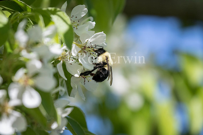 Bumblebee