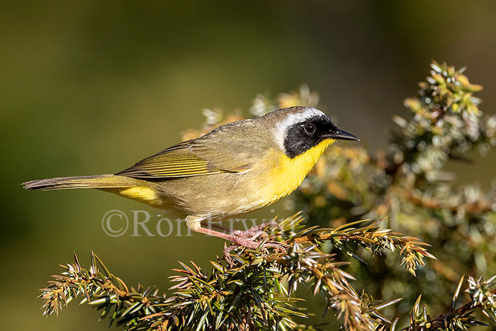 Common Yellowthroat Warbler Male