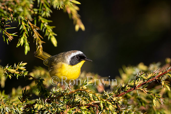 Common Yellowthroat Warbler Male