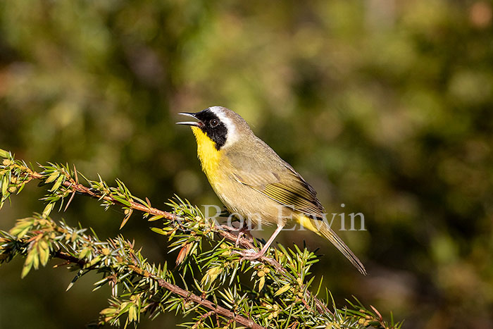 Common Yellowthroat Warbler Male