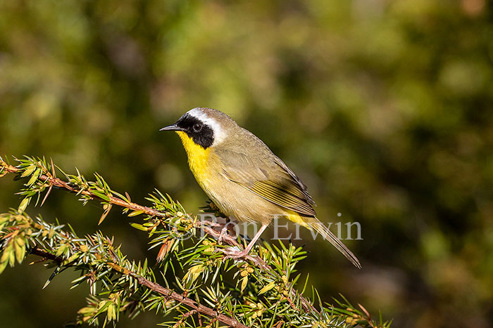 Common Yellowthroat Warbler Male