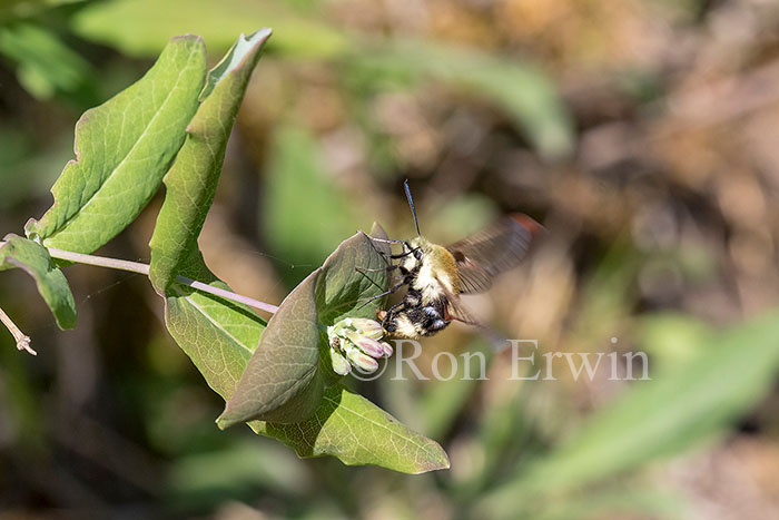 Snowberry Clearwing Moth