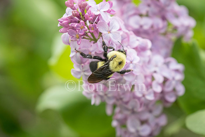 Bumble Bee
