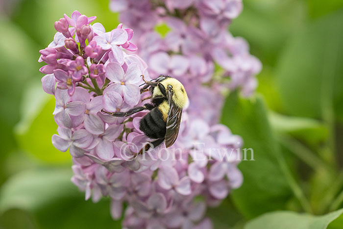Bumble Bee