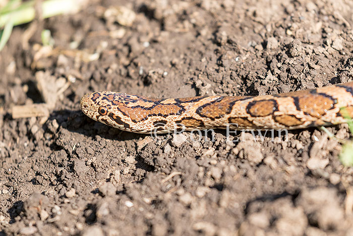 Eastern Milksnake