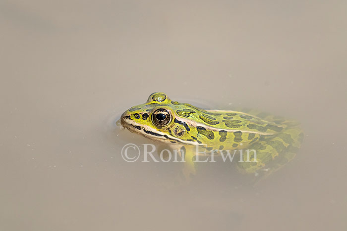 Northern Leopard Frog