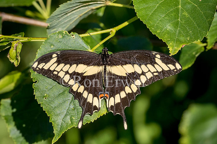 Giant Swallowtail