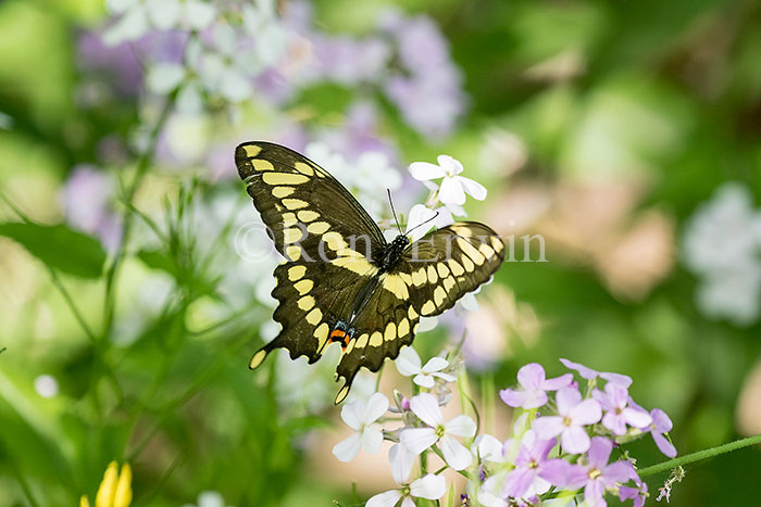 Giant Swallowtail