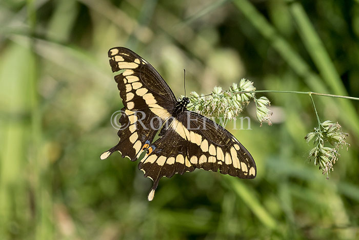 Giant Swallowtail