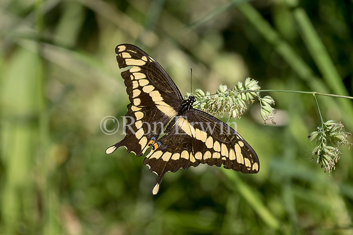 Giant Swallowtail