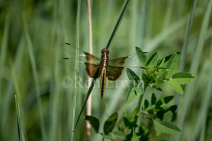 Female Widow Skimmer Dragonfly