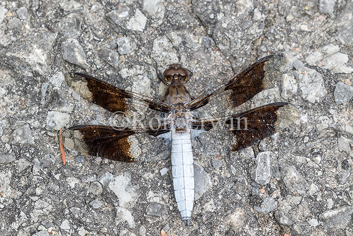 Male Common Whitetail Dragonfly