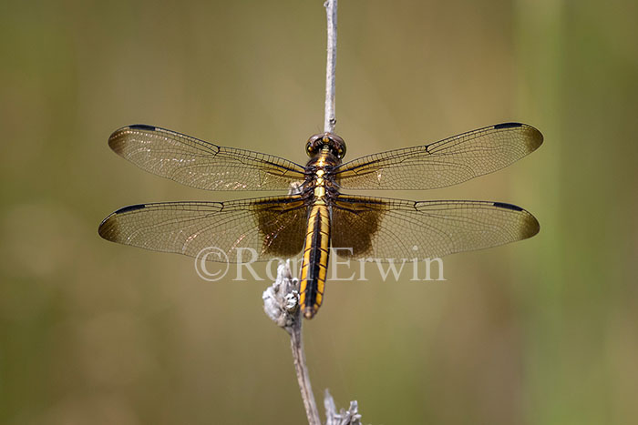 Female Widow Skimmer Dragonfly
