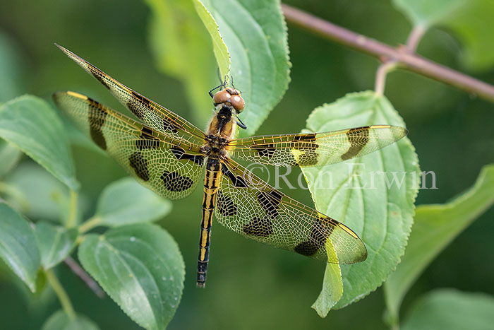 Halloween Pennant  Female