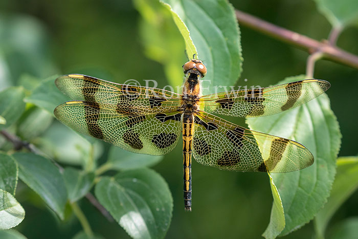 Halloween Pennant  Female