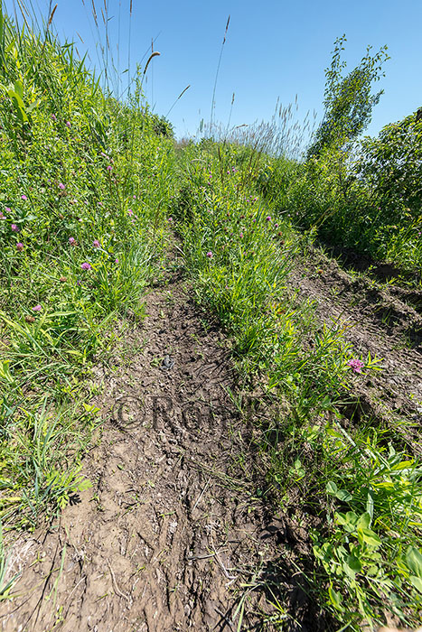 ATV tracks