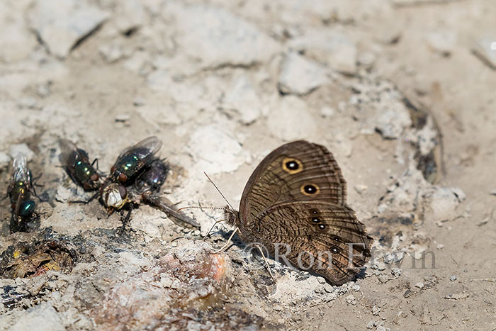 Common Wood-Nymph Butterfly