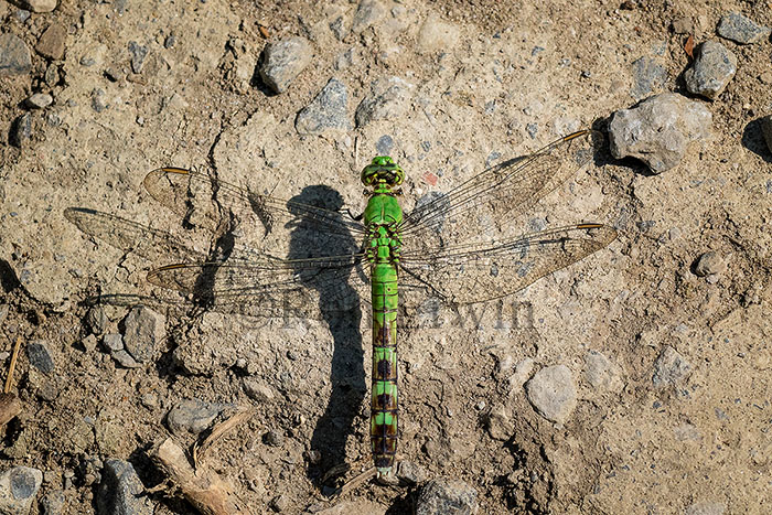 Eastern Pondhawk Female