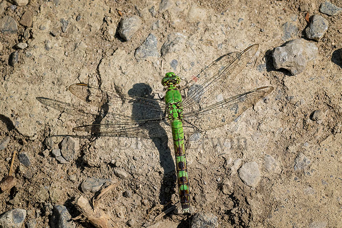 Eastern Pondhawk Female