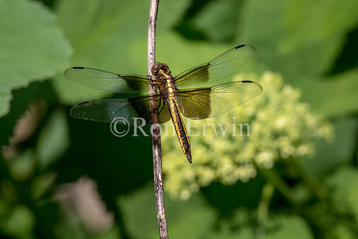 Female Widow Skimmer Dragonfly