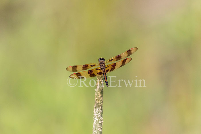 Male Halloween Pennant Dragonfly