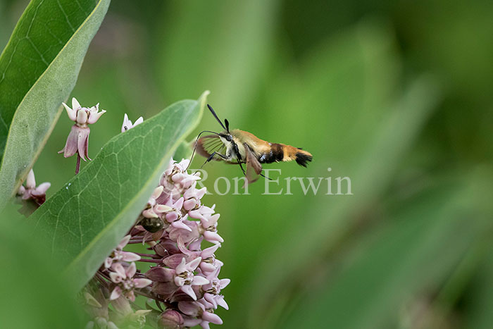 Snowberry Clearwing Moth