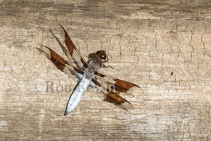 Male Common Whitetail Dragonfly