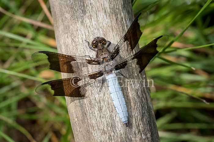 Male Common Whitetail Dragonfly