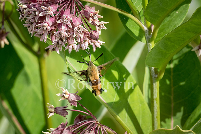 Snowberry Clearwing Moth