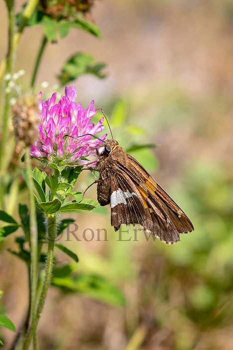 Silver-spotted Skipper