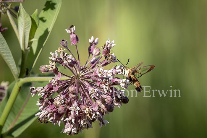 Snowberry Clearwing Moth