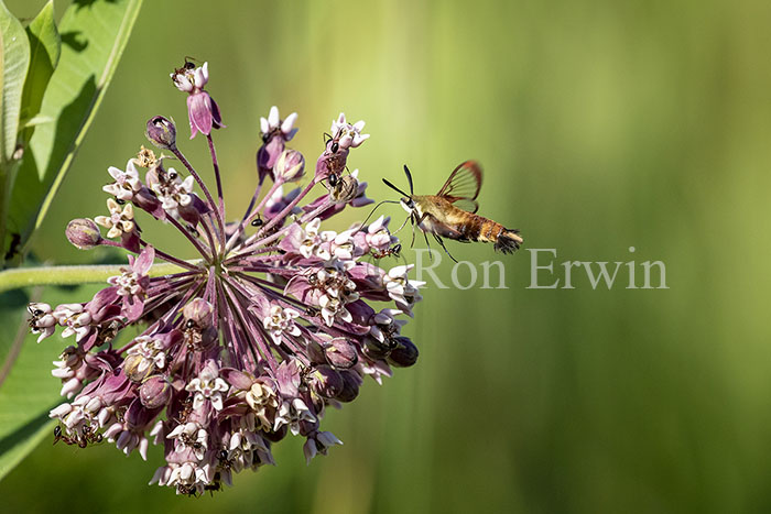 Snowberry Clearwing Moth