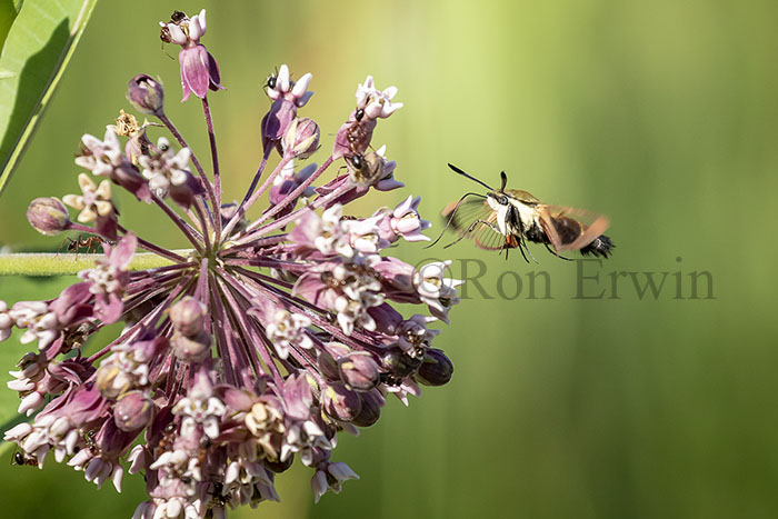 Snowberry Clearwing Moth