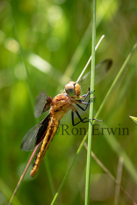 Skimmer Dragonfly