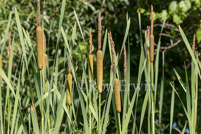 Narrow-leaved Cattail