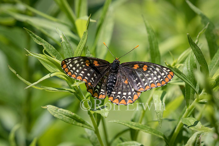 Baltimore Checkerspot