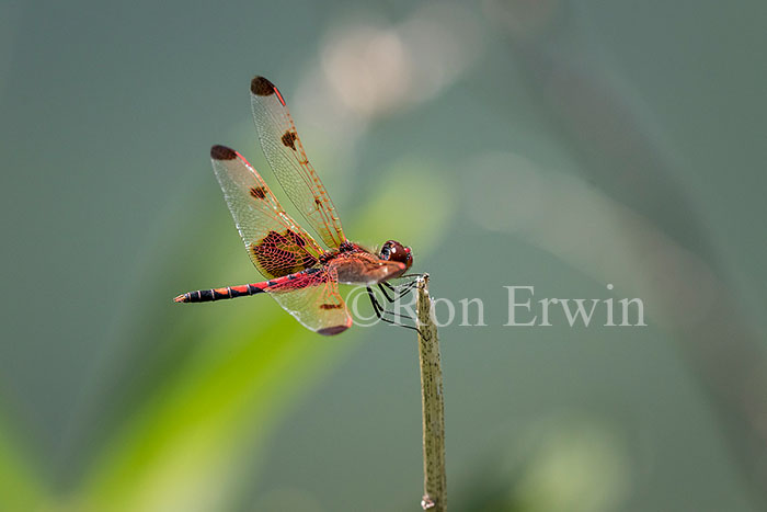Male Calico Pennant Dragonfly
