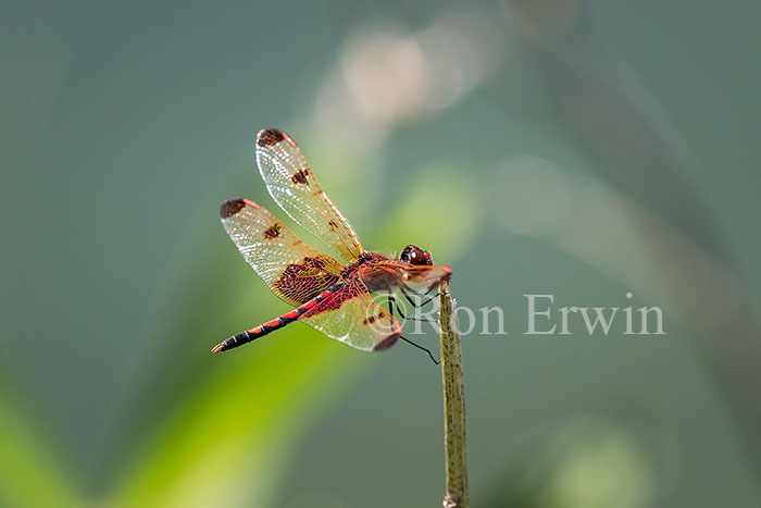 Male Calico Pennant Dragonfly
