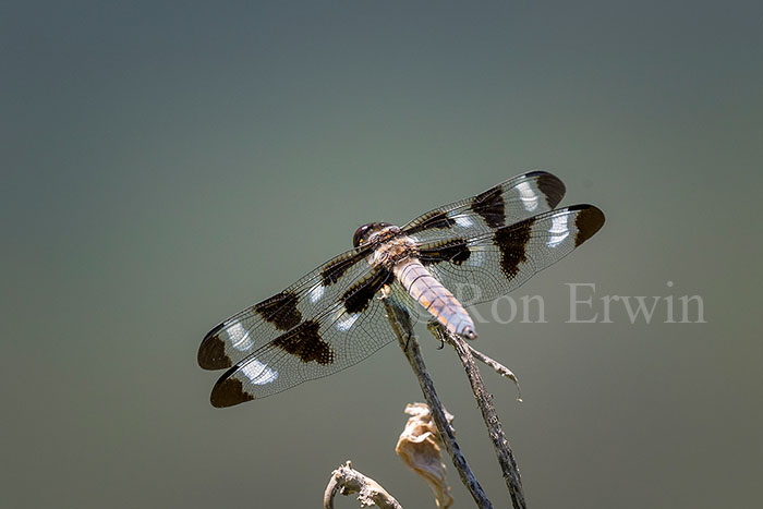 Twelve-spotted Skimmer Male