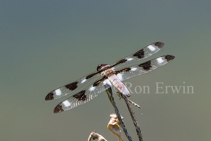 Twelve-spotted Skimmer Male