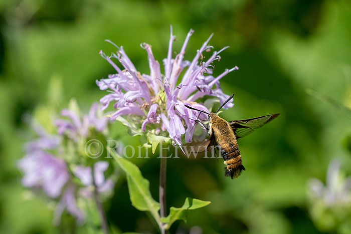 Snowberry Clearwing Moth
