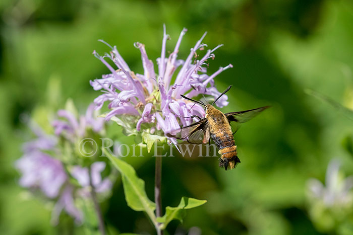 Snowberry Clearwing Moth
