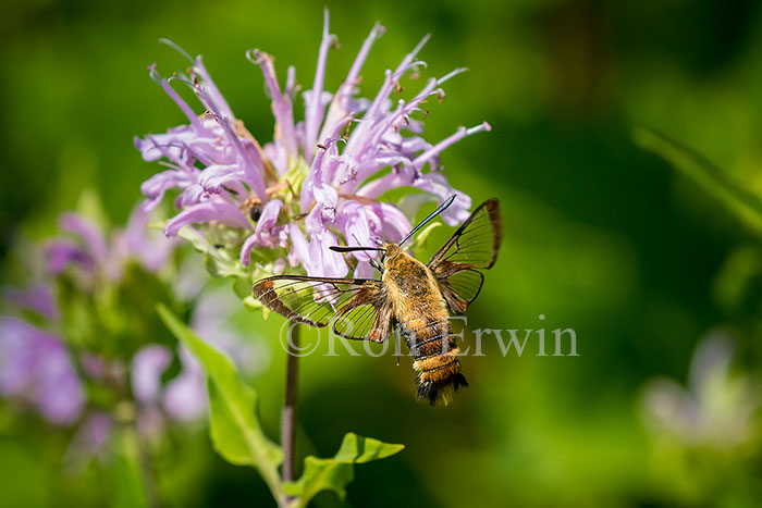 Snowberry Clearwing Moth