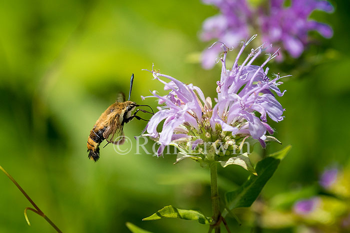 Snowberry Clearwing Moth