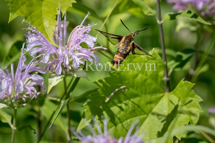 Snowberry Clearwing Moth