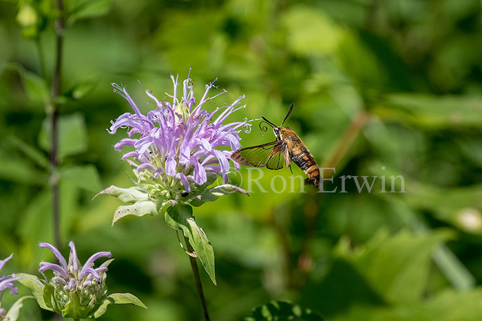 Snowberry Clearwing Moth