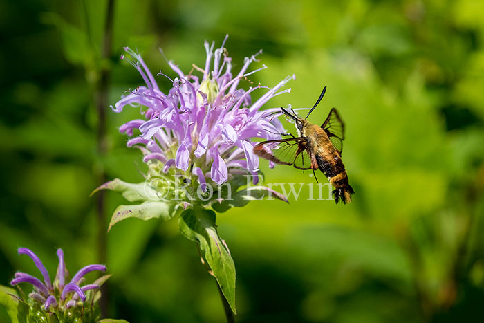 Snowberry Clearwing Moth